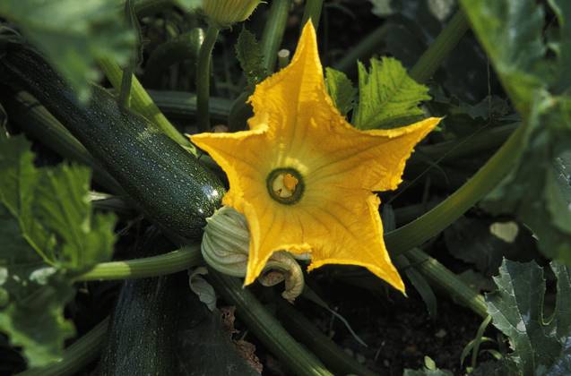 Lange Zucchini Or Lange Garden pumpkin Cucurbita Pepo , with Flower Copyright: imageBROKER G.xLacz ibllag08223409.jpg