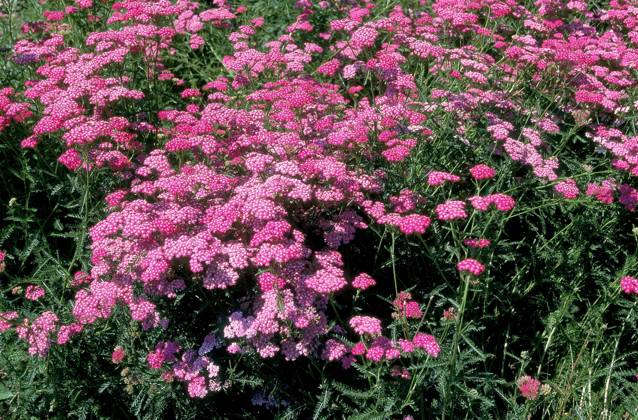 Flowering Yarrow Achillea millefolium Copyright: imageBROKER/G.xLacz ibllag08228070.jpg
