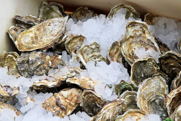Fresh oyster molluscs in ice at market Copyright: xMarkoxBericx xDesignxPicsx , 31208609 Copyright: MarkoxBericx xDesignxPics 31208609
