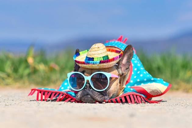 adorable French Bulldog Dog dressed with Sunglasses, a colourful Straw hat and Poncho Dress at the Floor before blurred Meadow at Summer are Copyright: imageBROKER/Firn ibxmob09290974