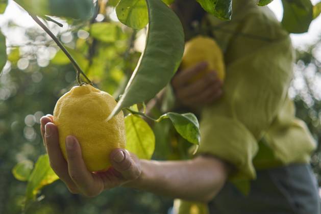 Woman picking fresh lemons from tree at orchard model released, Symbolfoto property released, ANNF00204