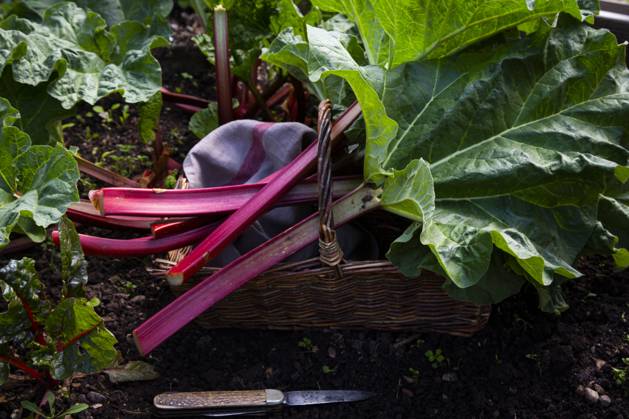 Harvesting of rhubarb growing in garden, LVF09359