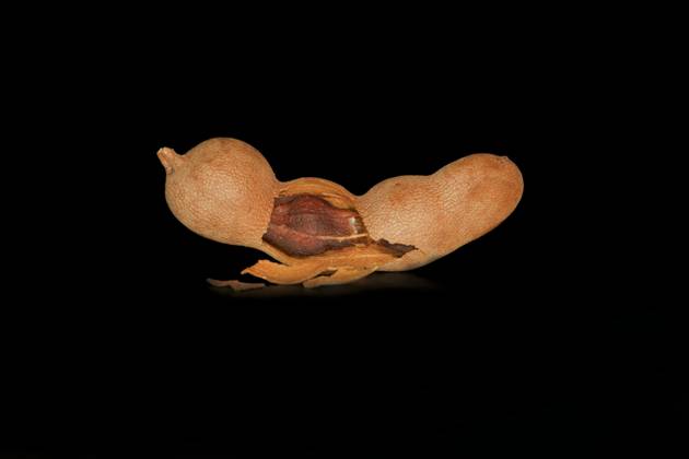 Aufgebrochene Tamarind Tamarindus indica also Sauerdattel , Pod of Tamarind tree, Foodfotografie with black Background Copyright: imageBROKER/SiegraxAsmoel ibxasm09291687.jpg