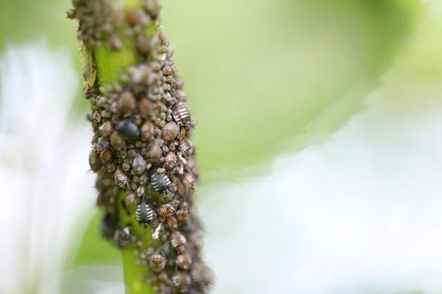 Nature 25 05 2023, Ostramondra, leaf louse or Aphidoidea plant lice Sternorrhyncha on elderberry Sambucus.