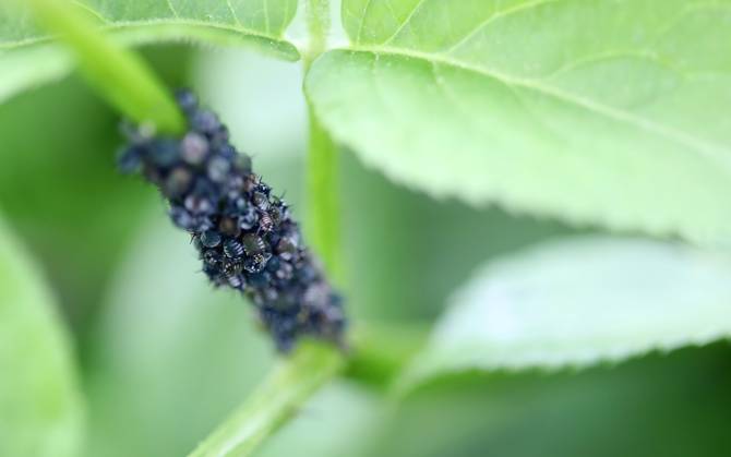 Nature 25 05 2023, Ostramondra, leaf louse or Aphidoidea plant lice Sternorrhyncha on elderberry Sambucus.