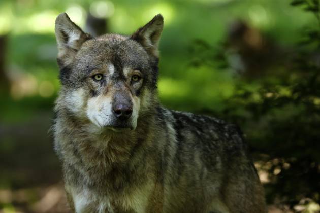 European Wolf Canis Lupus at Forest, Animal portrait, France, Europe Copyright: imageBROKER/RonaldxWittek ibxron09338350
