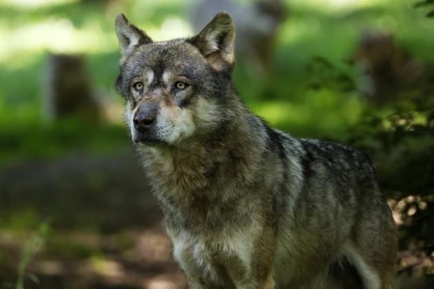 European Wolf Canis Lupus at Forest, Animal portrait, France, Europe Copyright: imageBROKER/RonaldxWittek ibxron09338351