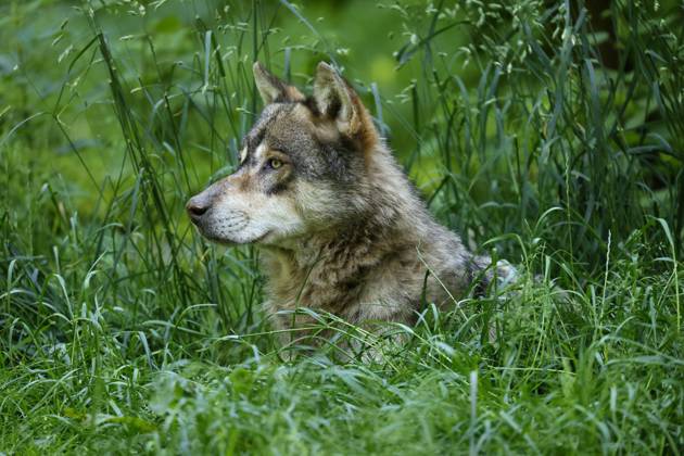 European Wolf Canis Lupus is in a Meadow, Animal portrait, France, Europe Copyright: imageBROKER/RonaldxWittek ibxron09338359
