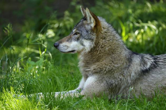 European Wolf Canis Lupus is in a Meadow, Animal portrait, France, Europe Copyright: imageBROKER/RonaldxWittek ibxron09338360