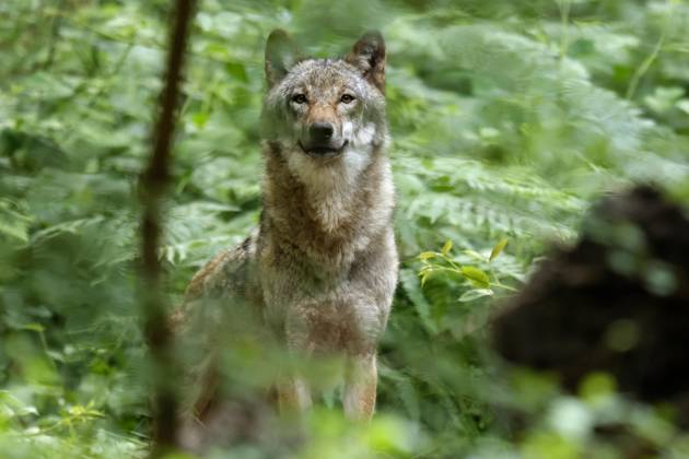 European Wolf Canis Lupus Animal portrait, Germany, Europe Copyright: imageBROKER/RonaldxWittek ibxron09340098