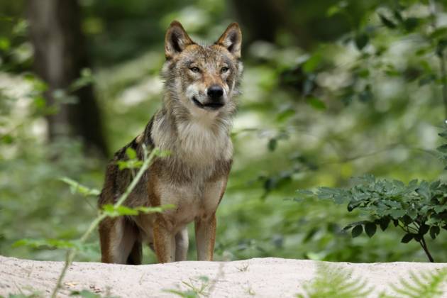 European Wolf Canis Lupus Animal portrait, Germany, Europe Copyright: imageBROKER/RonaldxWittek ibxron09340099