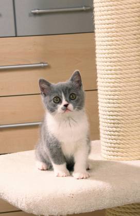 British Shorthair Cat, kitten, Blue white, British Shorthair cat, Kittens, Blue white, at Cat tree, Mammals, mammals, animals, Domestic cat, Domestic cat, Pet, Pet, pet, Pedigree cats, inside, Young animal, young, Puppy, exemptable, Eye contact, Eye contact, frontal, Head on, from front, sit, Sitting Copyright: imageBROKER/P.xWegner iblwep05460492