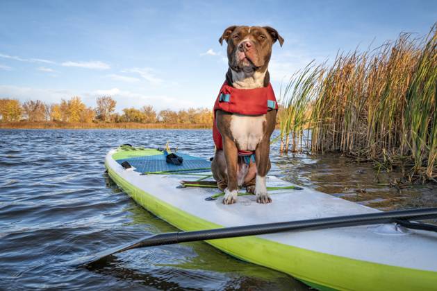 pit bull dog on stand up paddleboard Pit bull terrier dog in a life jacket on an inflatable stand up paddleboard, fall in northern Colorado, travel and vacation with your pet concept Copyright: xZoonar.com MarekxUliaszx 16217561