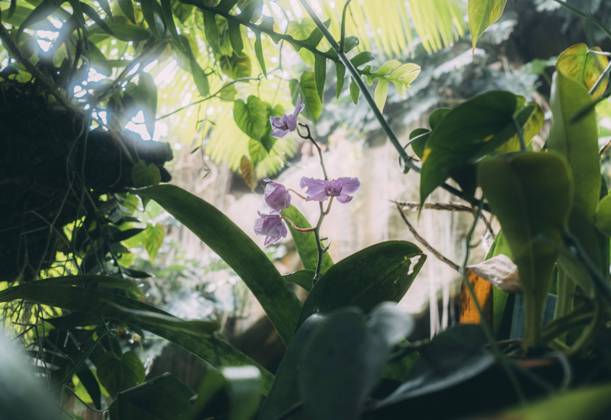 Travel Paris Paris, 18 05 23 greenhouses in the jardin des plantes, Paris is one of the most beautiful and romantic cities in the world,