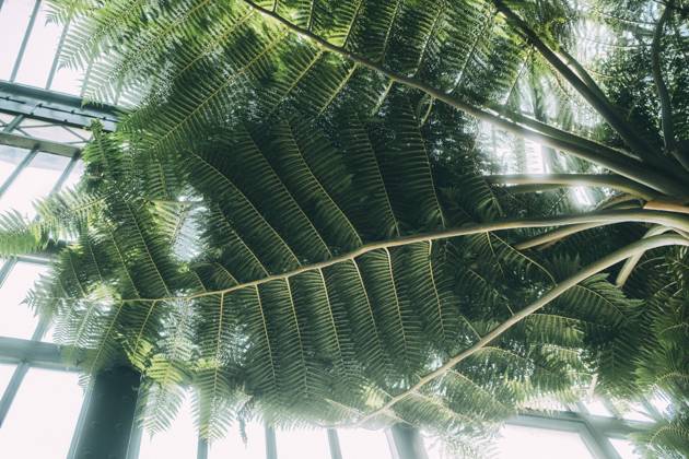 Travel Paris Paris, 18 05 23 greenhouses in the jardin des plantes, Paris is one of the most beautiful and romantic cities in the world,