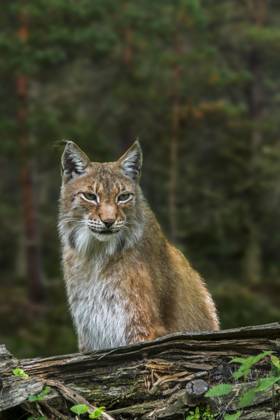 East Siberian Lynx Lynx Lynx wrangeli Lynx Lynx cervaria at Forest, Subtype of Eurasian Lynx, domiciled at Russian remote East Copyright: imageBROKER/alimdix/xArterra ibltsm09367971
