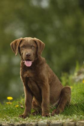 Chesapeake Bay Retriever, Puppy, 14 weeks Copyright: imageBROKER/P.xWegner iblwep05535288