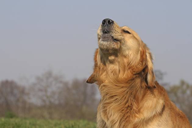 Golden Retriever Portrait, Headshot Golden Retriever barks at Background blue Sky Copyright: imageBROKER/BA-Geduldig ibxege06794633