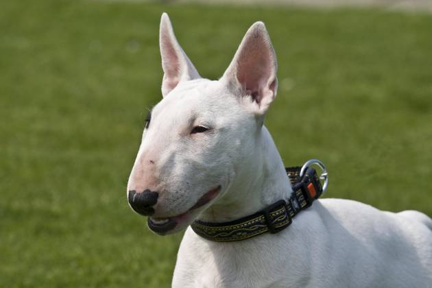 Miniature Bull Terrier, Portrait, Headshot Copyright: imageBROKER/BA-Geduldig ibxege06794909