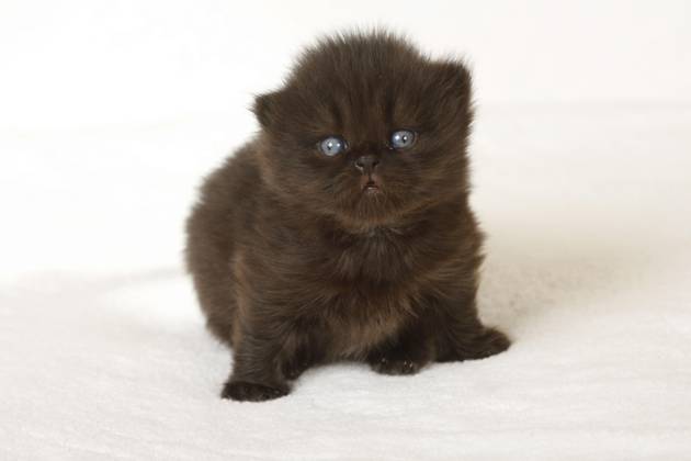 British Longhair cat, Kittens, 3 Weeks, Highlander, Lowlander, Britanica, BLH, Exemptable Copyright: imageBROKER/P.xWegner iblwep05506456
