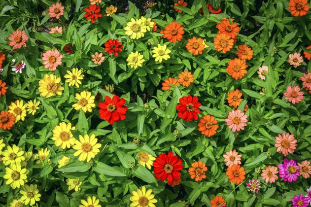 Zinnien Zinnia , Allgäu, Bavaria, Germany, Europe Copyright: imageBROKER/ManfredxBail iblabc09378122.jpg