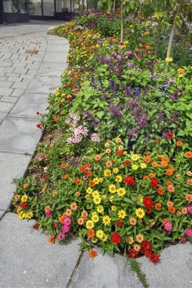 Flowerbed with Spring flowers and Zinnien Zinnia , Kempten, Allgäu, Bavaria, Germany, Europe Copyright: imageBROKER/ManfredxBail iblabc09378123