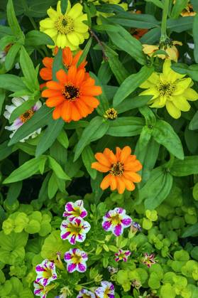 Zinnien Zinnia and Petunias Petunia , Allgäu, Bavaria, Germany, Europe Copyright: imageBROKER/ManfredxBail iblabc09384092