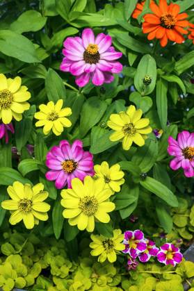 Zinnien Zinnia and Petunias Petunia , Allgäu, Bavaria, Germany, Europe Copyright: imageBROKER/ManfredxBail iblabc09384095