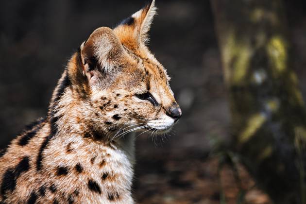 Serval Leptailurus Serval , Portrait, Zoom World of experience Gelsenkirchen, Ruhr area, Germany, Europe Copyright: imageBROKER/AngelaxtoxRoxel iblato09381968