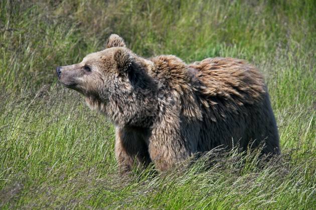 European Brown bear Ursus arctos , Portrait at Grassland, Sweden, Europe Copyright: imageBROKER/alimdix/xArterra ibltsm09376461