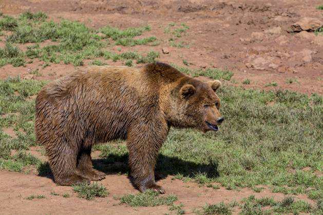 Portrait one Eurasian Brown bears Ursus arctos arctos , Nature Park Cabarceno, Penagos, Cantabria, Spain, Europe Copyright: imageBROKER/alimdix/xArterra ibltsm09376628