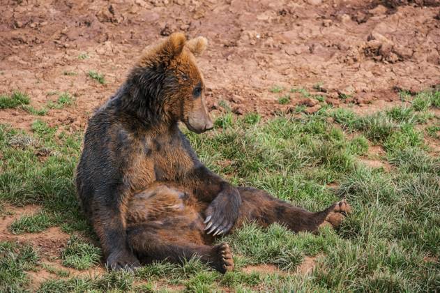 Portrait one at the Floor sitting Eurasian Brown bears Ursus arctos arctos Copyright: imageBROKER/alimdix/xArterra ibltsm09376651