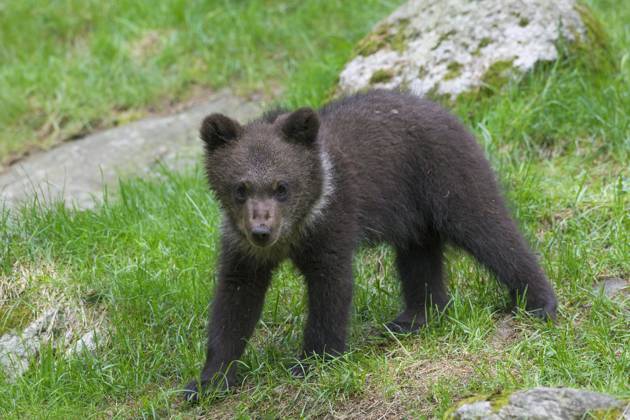 Brown bear Ursus arctos Young one Portrait Copyright: imageBROKER/alimdix/xArterra ibltsm09376688