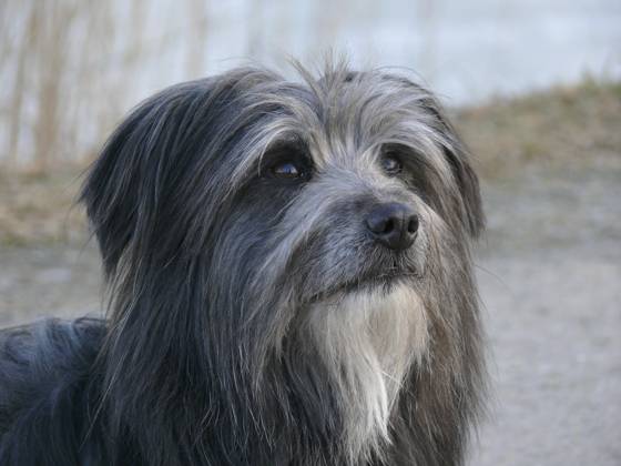 Dog, Berger de Pyrene, Head Portrait Copyright: imageBROKER/ErichxGeduldig ibxege06838461
