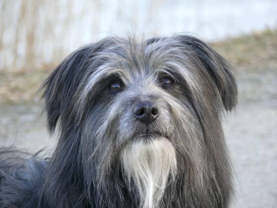 Dog, Berger de Pyrene, Head Portrait Copyright: imageBROKER/ErichxGeduldig ibxege06838462