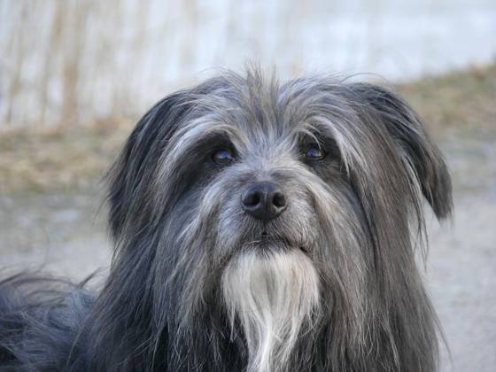 Dog, Berger de Pyrene, Head Portrait Copyright: imageBROKER/ErichxGeduldig ibxege06838463