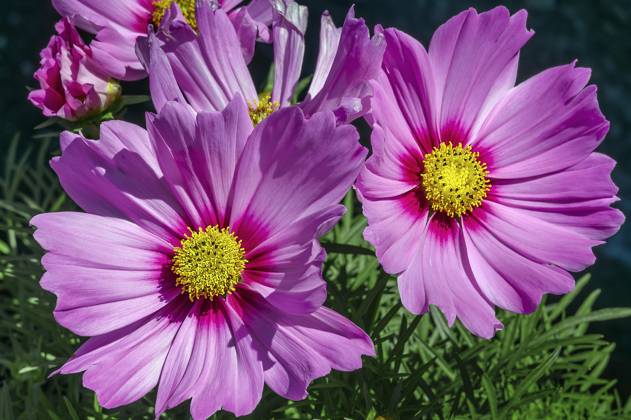 Jewellery Baskets Cosmos bipinnatus , Allgäu, Bavaria, Germany, Europe Copyright: imageBROKER/ManfredxBail iblabc09388840