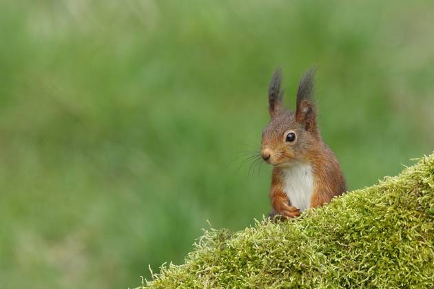 Squirrel Sciurus vulgaris , looks behind a Tree root out, Animal portrait, Wildlife, North Rhine Westphalia, Germany, Europe Copyright: imageBROKER/BurkhardxSauskojus ibxbsa09330773