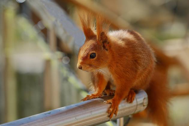 Squirrel Sciurus vulgaris , sits at Balcony railings, Animal portrait, North Rhine Westphalia, Germany, Europe Copyright: imageBROKER/BurkhardxSauskojus ibxbsa09330780