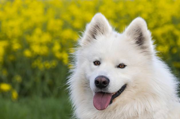 Portrait one white Samoyed Dog Yellow Flowers at Background Copyright: imageBROKER/SusannexFritzsche ibxsuf09391642