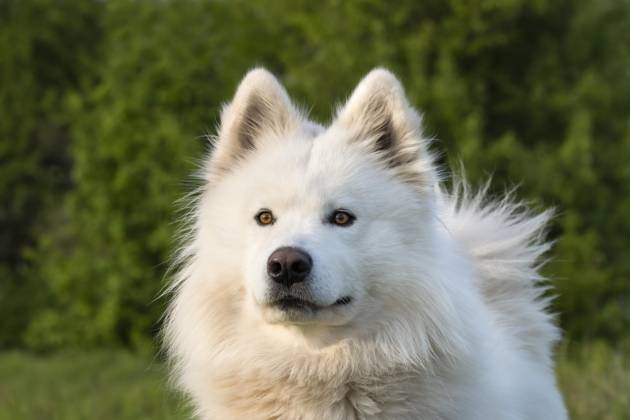 Portrait one white Samoyed Dog green Nature Background Copyright: imageBROKER/SusannexFritzsche ibxsuf09391643