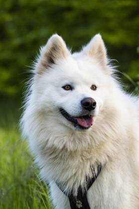 Portrait one white Samoyed Dog green Nature Background Copyright: imageBROKER/SusannexFritzsche ibxsuf09391646