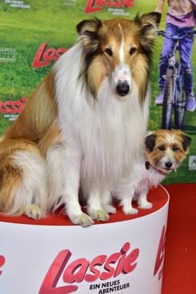 erlin premiere LASSIE dog Lassie, and Pippa arrival, red carpet to Berlin premiere LASSIE a new adventure 09 07 2023 Photopress Mueller
