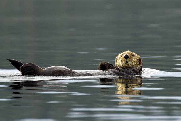 a Seeotter Enhydra Lutris drives at the Back horizontal at the Water surface, Prince William Sound, Alaska, USA, North America Copyright: imageBROKER ThomasxSbampato ibltps09402304.jpg
