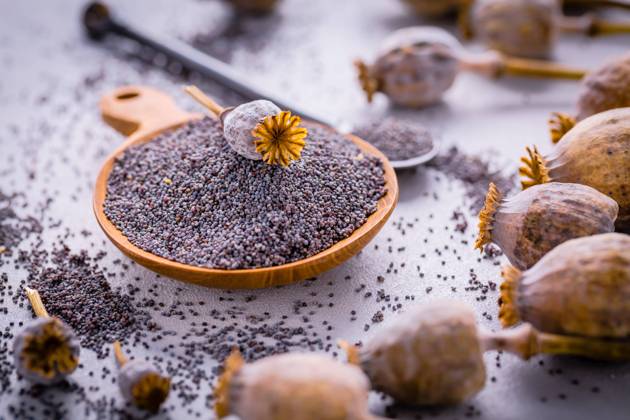 IMAGO Creative: Food, Mohn Organic poppy seeds in small bowl with poppy heads Organic poppy seeds in small bowl with poppy heads Copyright: xZoonar.com IngridxBalabanovax 20412405