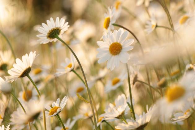 Daisies Daisies on a spring meadow in the early morning. Copyright: xZoonar.com PaulxAniszewskix 20462575