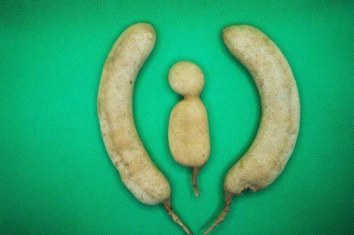 Three Tamarind known as Imli in India is placed in green background. It looks like a child in the middle with parents. *** Drei Tamarinde bekannt als Imli ÊIn Indien ist gestellt ÊIn Grün Hintergrund es schaut wie einer Kind ÊIn der Mitte mit Eltern 5283080 RECORD DATE NOT STATED