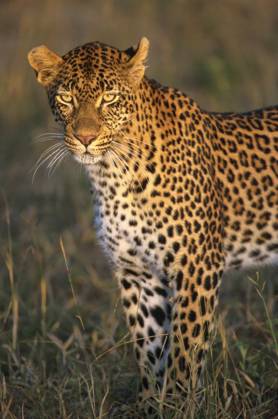 Africa, South Africa, Sabi Sabi, Sabi Sand, leopard, wildlife, vertical, cat, safari