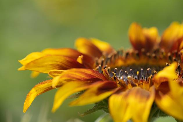 Detail of yellow, orange, and red sunflower in field. United States, Virginia, Nokesville R_YWPB230731-1222875-01