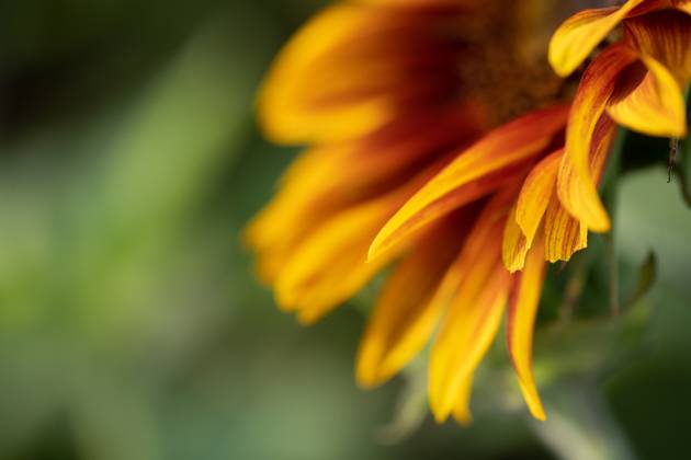 Detail of yellow, orange, and red sunflower in field. United States, Virginia, Nokesville R_YWPB230731-1222881-01